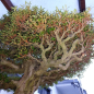 Preview: Bonsai - Japanese Satsuki Azalea, Kinsai