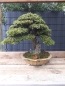 Preview: Bonsai - Jap. Satsuki Azalee auf Fels, Chinzan