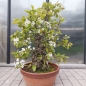 Preview: Bonsai - Nashibirne, Pyrus Pyrifolia
