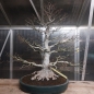 Preview: Bonsai - Kerbbuche, Fagus Crenata, Buna, Japan