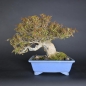 Preview: Bonsai - Trident Maple, Acer Buergerianum, Shohin