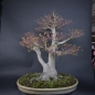 Preview: Bonsai - Fächerahorn, Acer Palmatum