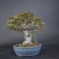 Preview: Bonsai - Dreispitzahorn, Acer Buergerianum auf Fels