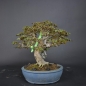 Preview: Bonsai - Dreispitzahorn, Acer Buergerianum auf Fels
