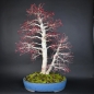 Preview: Bonsai - Fächerahorn, Acer Palmatum Nomura