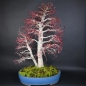 Preview: Bonsai - Fächerahorn, Acer Palmatum Nomura