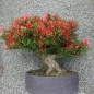 Preview: Bonsai - Jap. Satsuki Azalee, Kinsai