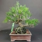 Preview: Bonsai - Pinus Thunbergii, Schwarzkiefer, Japan