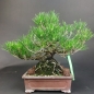 Preview: Bonsai - Pinus Thunbergii, Schwarzkiefer, Japan