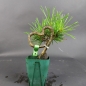 Preview: Bonsai - Pinus Thunbergii, Schwarzkiefer, Shohin, Japan
