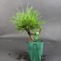 Preview: Bonsai - Pinus Thunbergii, Schwarzkiefer, Shohin, Japan