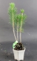 Preview: Bonsai - Pinus Thunbergii, Schwarzkiefer, Japan