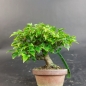 Preview: Bonsai - Trident Maple, Acer Buergerianum, Shohin
