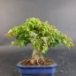 Preview: Bonsai - Trident Maple, Acer Buergerianum, Shohin
