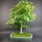 Preview: Bonsai - Fächerahorn, Acer Palmatum