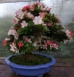 Preview: Bonsai - Jap. Satsuki Azalee, Nanbanishiki