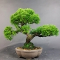 Preview: Bonsai - Wacholder, Juniperus Chinensis