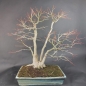 Preview: Bonsai - Fächerahorn, Acer Palmatum
