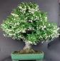 Preview: Bonsai - Japanese Snowbell, Styrax Japonica