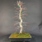 Preview: Bonsai - Fächerahorn, Acer Palmatum