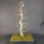 Preview: Bonsai - Fächerahorn, Acer Palmatum