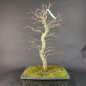 Preview: Bonsai - Fächerahorn, Acer Palmatum