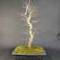 Preview: Bonsai - Fächerahorn, Acer Palmatum