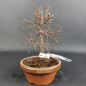 Preview: Bonsai - Zelkova Serrata, Shohin