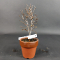 Preview: Bonsai - Zelkova Serrata, Shohin
