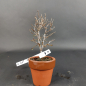Preview: Bonsai - Zelkova Serrata, Shohin