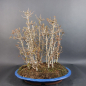 Preview: Bonsai - Dreispitzahorn, Acer Buergerianum Forest