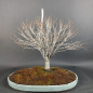 Preview: Bonsai - Zelkova Serrata