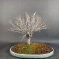 Preview: Bonsai - Zelkova Serrata
