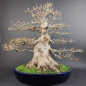 Preview: Bonsai - Dreispitzahorn, Acer Buergerianum