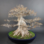 Preview: Bonsai - Dreispitzahorn, Acer Buergerianum