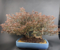 Preview: Bonsai - Japanese Satsuki Azalea, Osakazuki