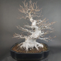 Preview: Bonsai - Kerbbuche, Fagus Crenata, Japan