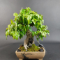 Preview: Bonsai - Trident Maple on Rock, Acer Buergerianum Rock, Shohin