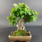 Preview: Bonsai - Trident Maple on Rock, Acer Buergerianum Rock, Shohin