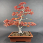 Preview: Bonsai - Fächerahorn, Acer Palmatum Benichidori Seedling