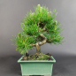 Preview: Bonsai - Pinus Thunbergii, Schwarzkiefer, Shohin, Japan