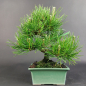 Preview: Bonsai - Pinus Thunbergii, Schwarzkiefer, Shohin, Japan