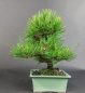 Preview: Bonsai - Japanese Black Pine, Pinus Thunbergii, Shohin
