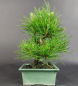 Preview: Bonsai - Japanese Black Pine, Pinus Thunbergii, Shohin