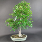 Preview: Bonsai - Dreispitzahorn, Acer Buergerianum