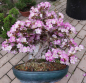 Preview: Bonsai - Jap. Satsuki Azalee, Miyamamangetsu