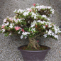 Preview: Bonsai - Japanese Satsuki Azalea, Tensho