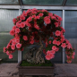 Preview: Bonsai - Jap. Satsuki Azalee, Komane
