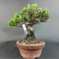 Preview: Bonsai - Pinus Thunbergii Senjumaru, Schwarzkiefer, Shohin, Japan