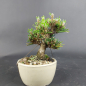 Preview: Bonsai - Japanese Black Pine, Pinus Thunbergii Senjumaru, Shohin